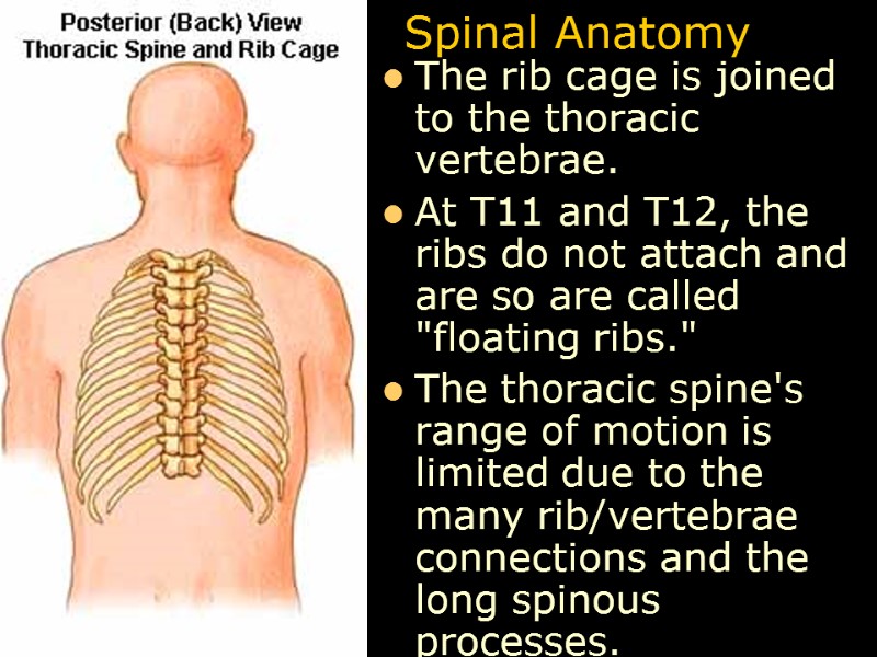 Spinal Anatomy The rib cage is joined to the thoracic vertebrae.  At T11
